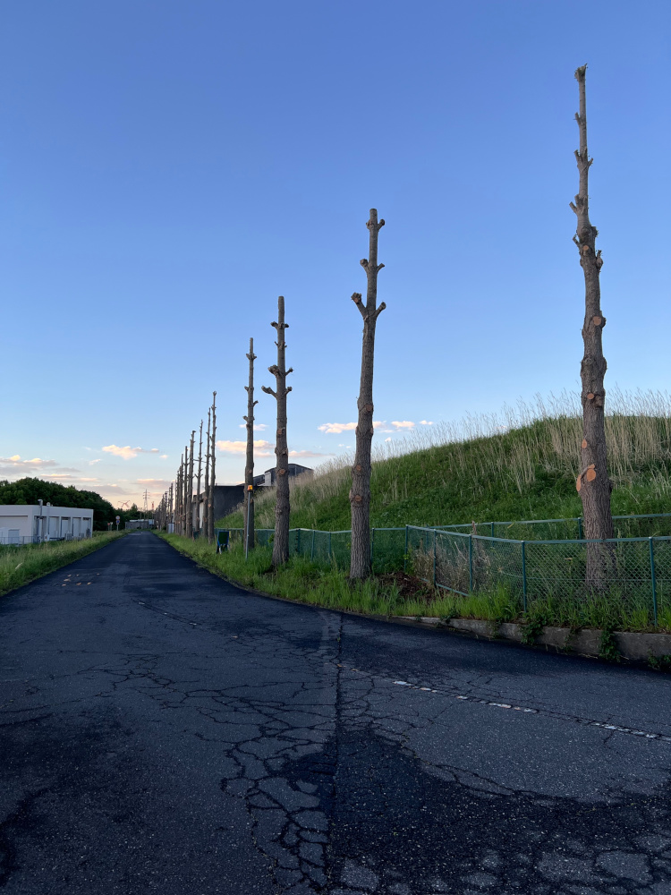 pollarded ginkgo